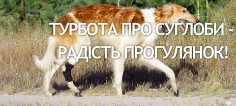 Бандажі та корсети