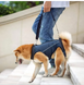 Support harness for older dogs and dogs in rehabilitation size S Blue