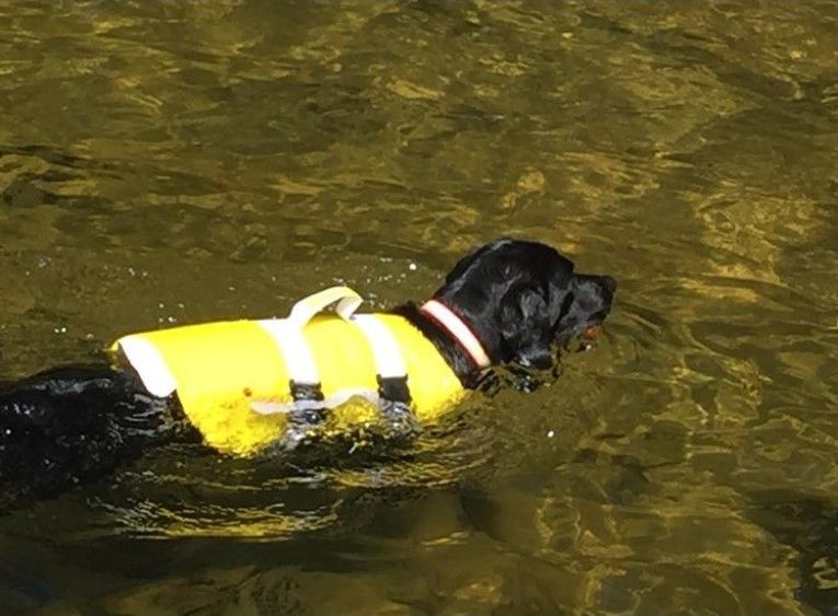 Neo-Paws Life Nylon Dog Life Jacket Yellow XS