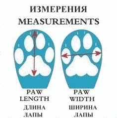 Зимние ботинки для собак Neo Paws High Performance Neoprene Black размер M 786459 фото