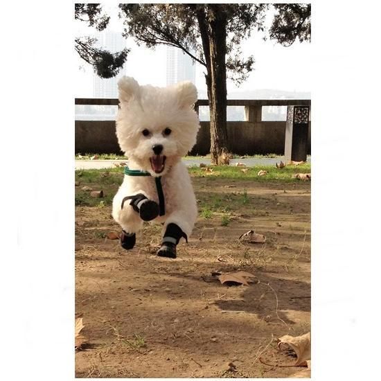 Зимние ботинки для собак Neo Paws High Performance Neoprene Black размер M 786459 фото